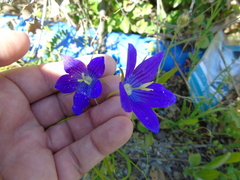 Campanula ramosissima