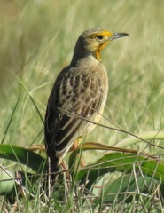Macronyx capensis colletti