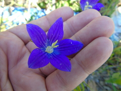Campanula ramosissima