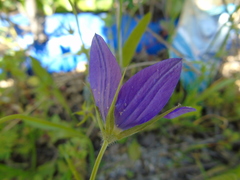 Campanula ramosissima