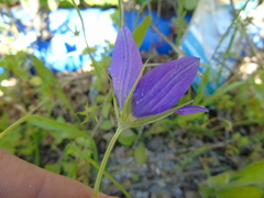 Campanula ramosissima
