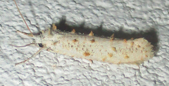 Eriocottidae