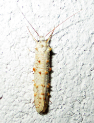 Eriocottidae