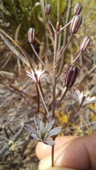Eriospermum dielsianum