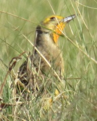 Macronyx capensis colletti