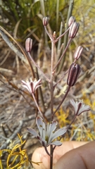 Eriospermum dielsianum