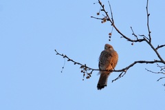 Falco tinnunculus