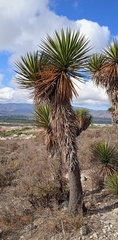 Yucca periculosa