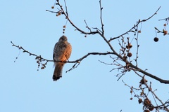 Falco tinnunculus