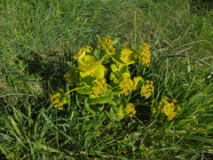 Smyrnium perfoliatum rotundifolium