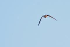 Falco tinnunculus