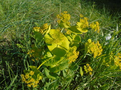 Smyrnium perfoliatum rotundifolium