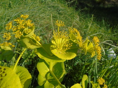 Smyrnium perfoliatum rotundifolium