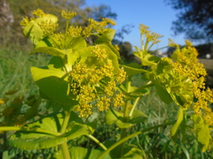 Smyrnium perfoliatum rotundifolium