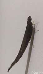 Lymexylidae