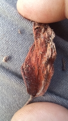 Eriospermum dielsianum