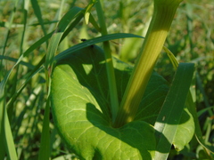 Smyrnium perfoliatum rotundifolium