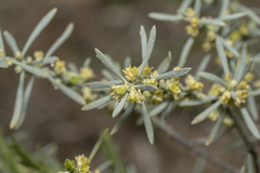 Thymelaea tartonraira argentea