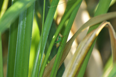 Conocephalus cinnamonifrons