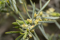 Thymelaea tartonraira argentea