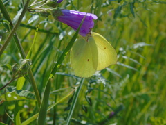 Gonepteryx cleopatra