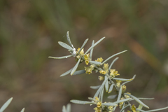 Thymelaea tartonraira argentea