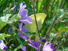 Gonepteryx cleopatra