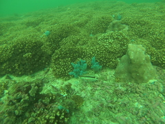 Serranus psittacinus