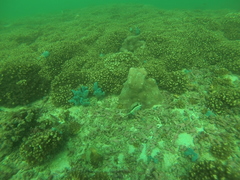 Serranus psittacinus