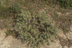 Thymelaea tartonraira argentea