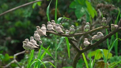 Chordeiles rupestris