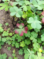 Oxalis