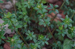 Galium echinocarpum