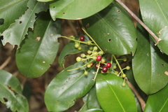 Ardisia revoluta