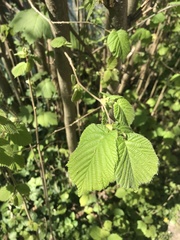 Corylus avellana