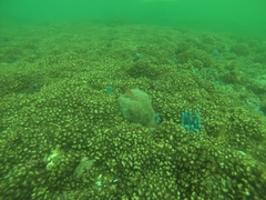 Cirrhitichthys oxycephalus