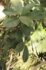 Ardisia revoluta