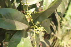 Ardisia revoluta