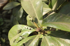 Ardisia revoluta