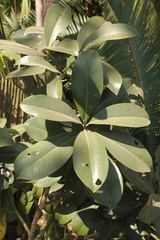 Ardisia revoluta