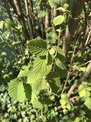 Corylus avellana