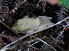 Bokermannohyla circumdata