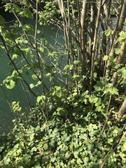 Corylus avellana