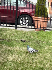 Columba livia