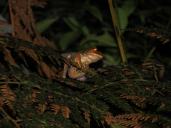 Bokermannohyla circumdata