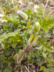 Cerastium perfoliatum