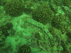 Holothuria fuscocinerea