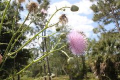 Cirsium nuttalii image