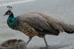 Pavo cristatus × muticus