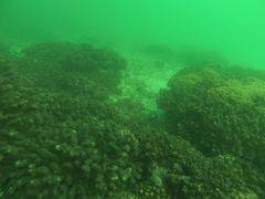 Epinephelus labriformis